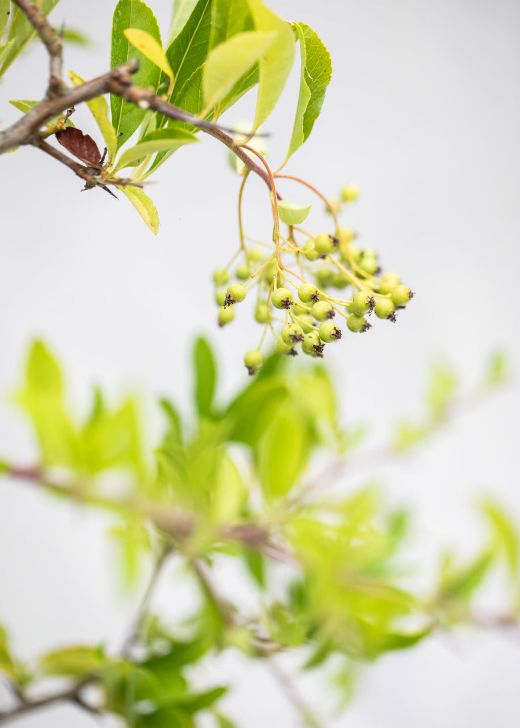 Pyracantha — Our Choice of Colour