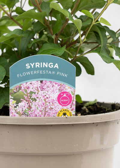 Syringa 'Pink'