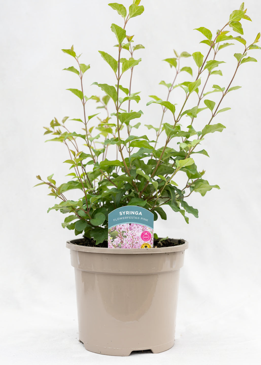 Syringa 'Pink'