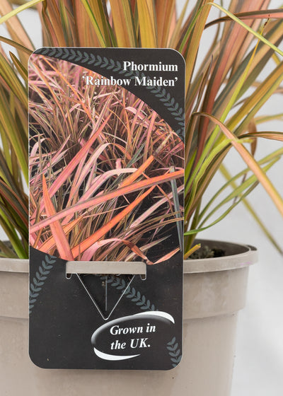 Phormium 'Rainbow Maiden'