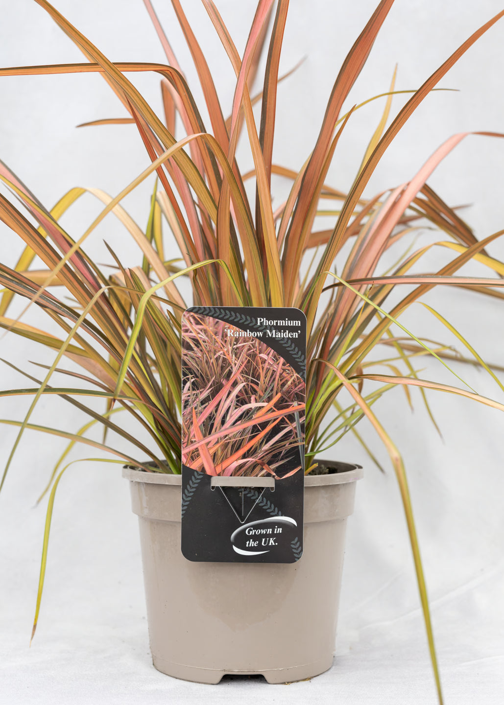 Phormium 'Rainbow Maiden'