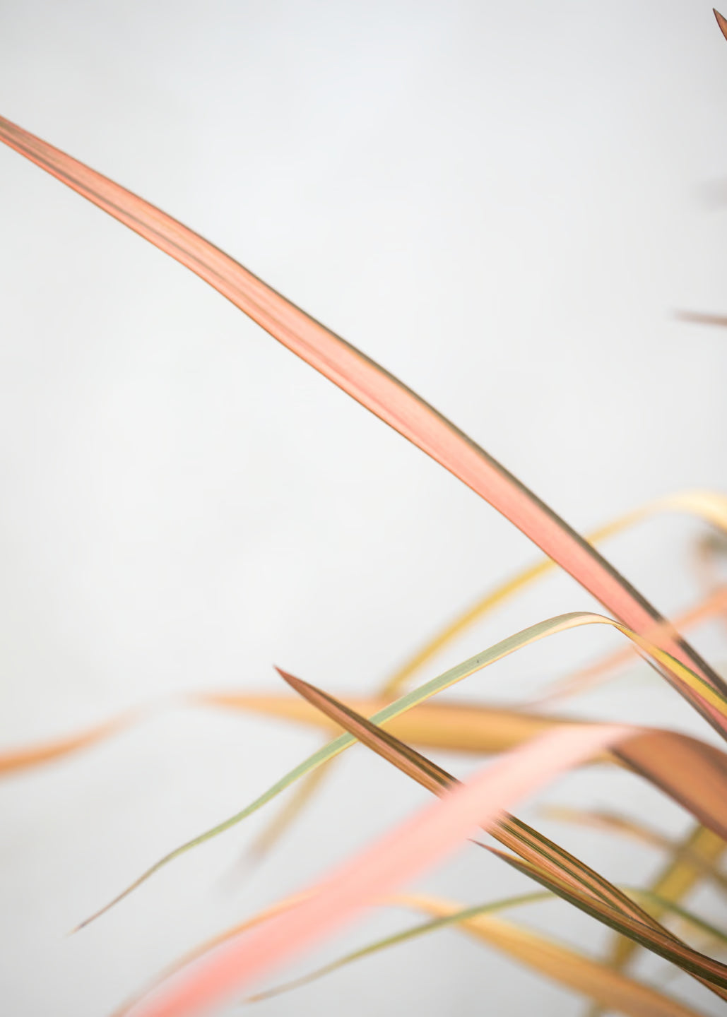 Phormium 'Rainbow Maiden'