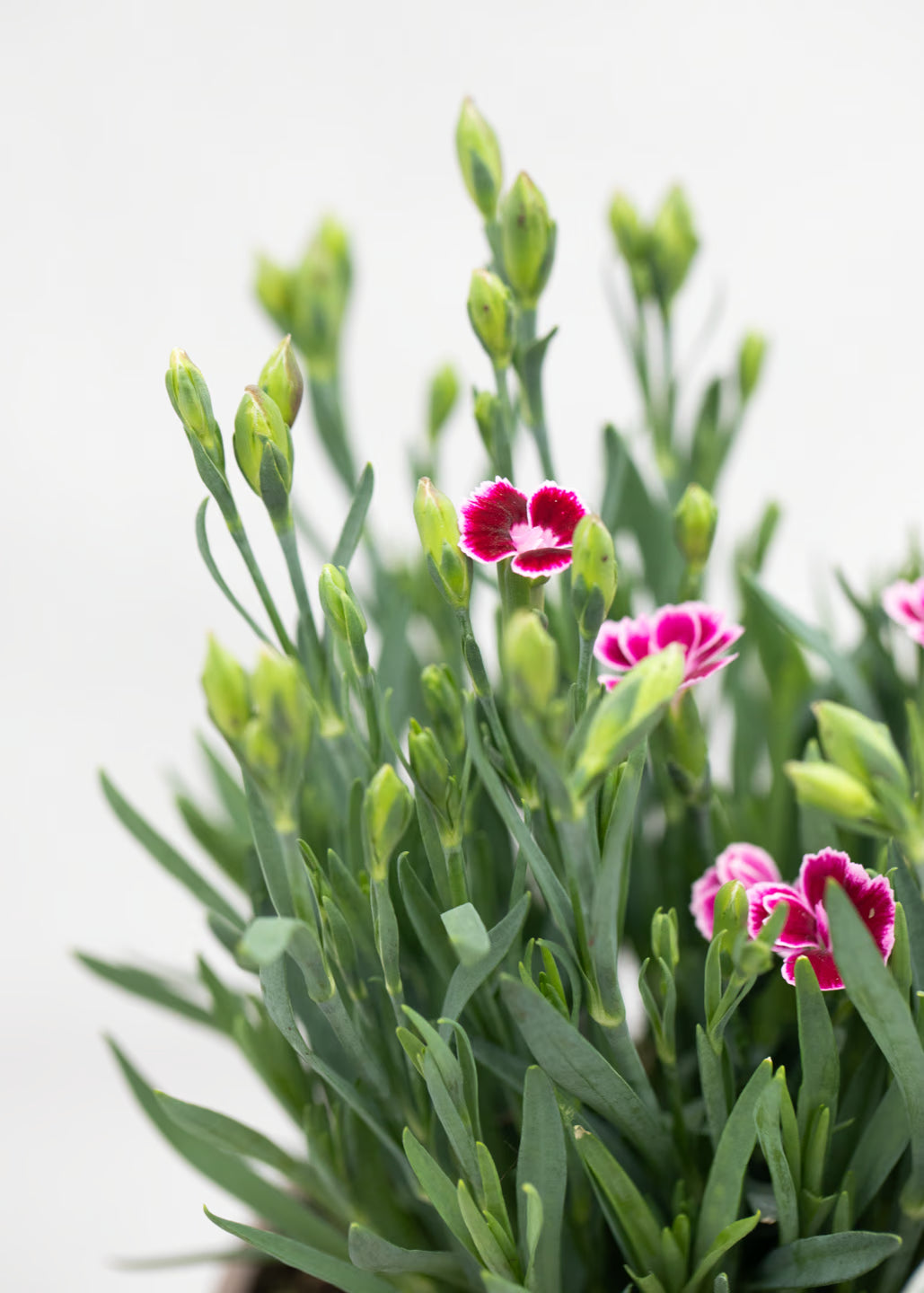 Dianthus caryophyllus 'Pink Kisses'