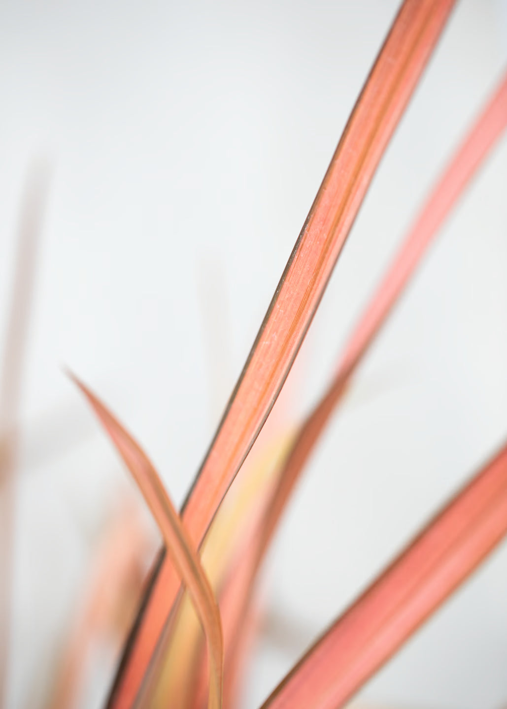 Phormium 'Rainbow Maiden'