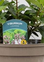Viburnum tinus 'Lisa Rose'