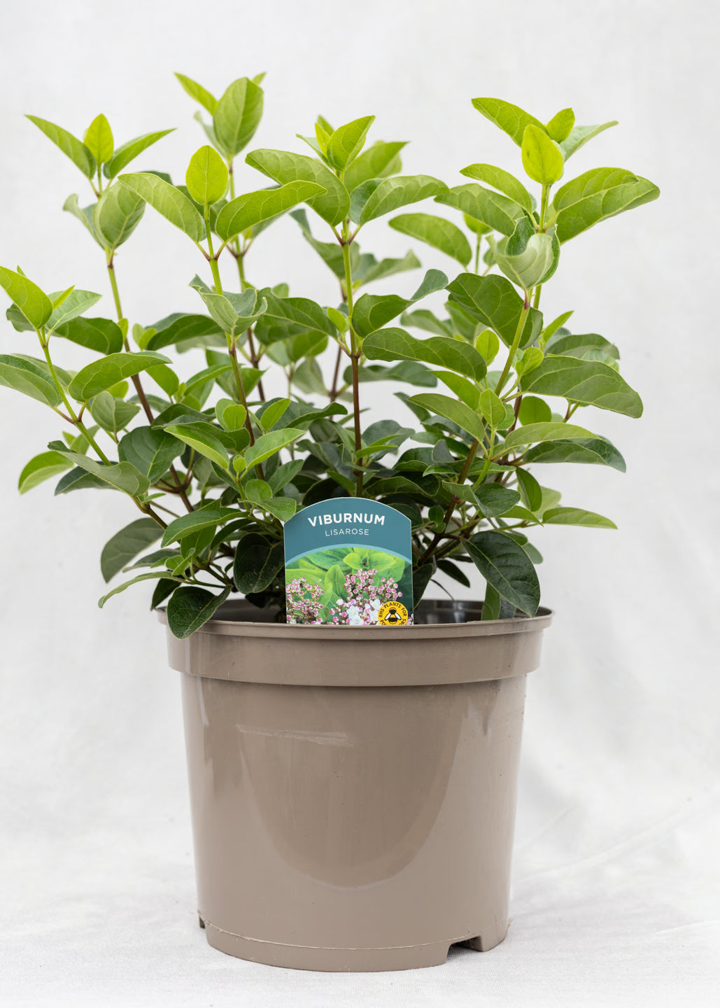 Viburnum tinus 'Lisa Rose'