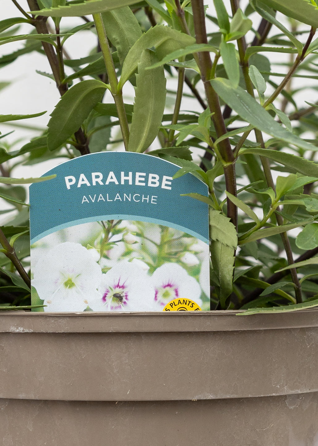 Parahebe 'Avalanche'