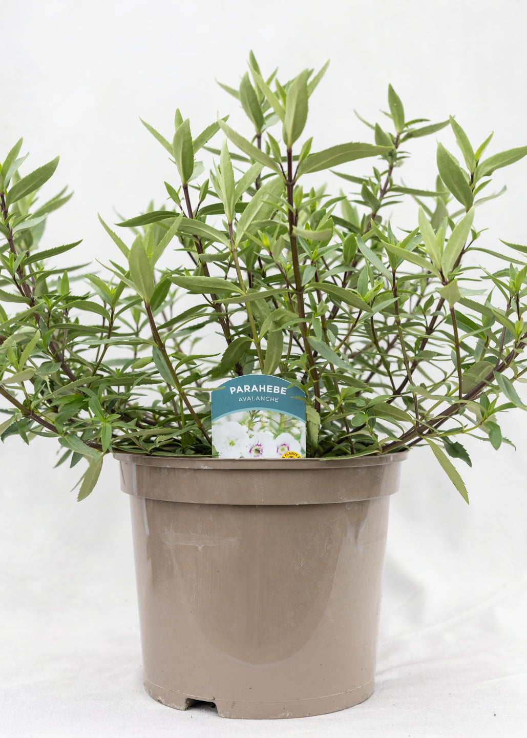 Parahebe 'Avalanche'