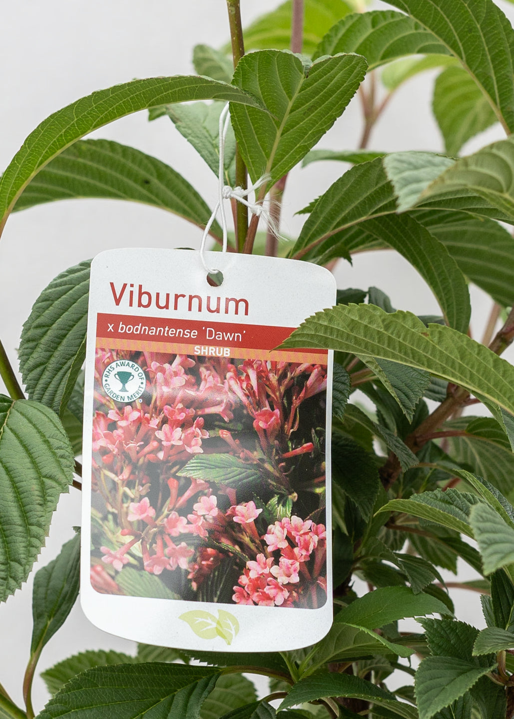 Viburnum x bodnantense 'Dawn'