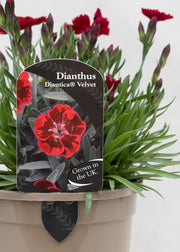 Dianthus hybrida 'Diantica Velvet'