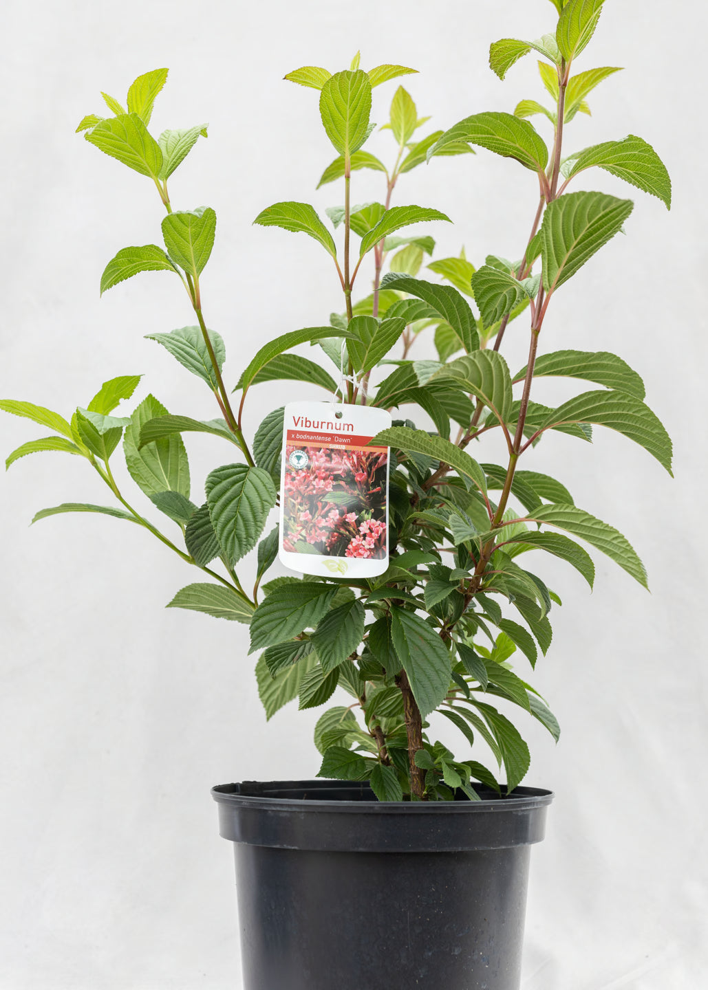Viburnum x bodnantense 'Dawn'