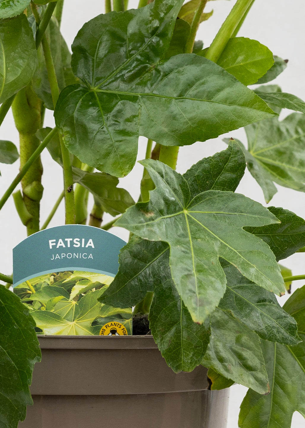 Fatsia japonica