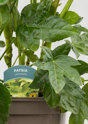 Fatsia japonica