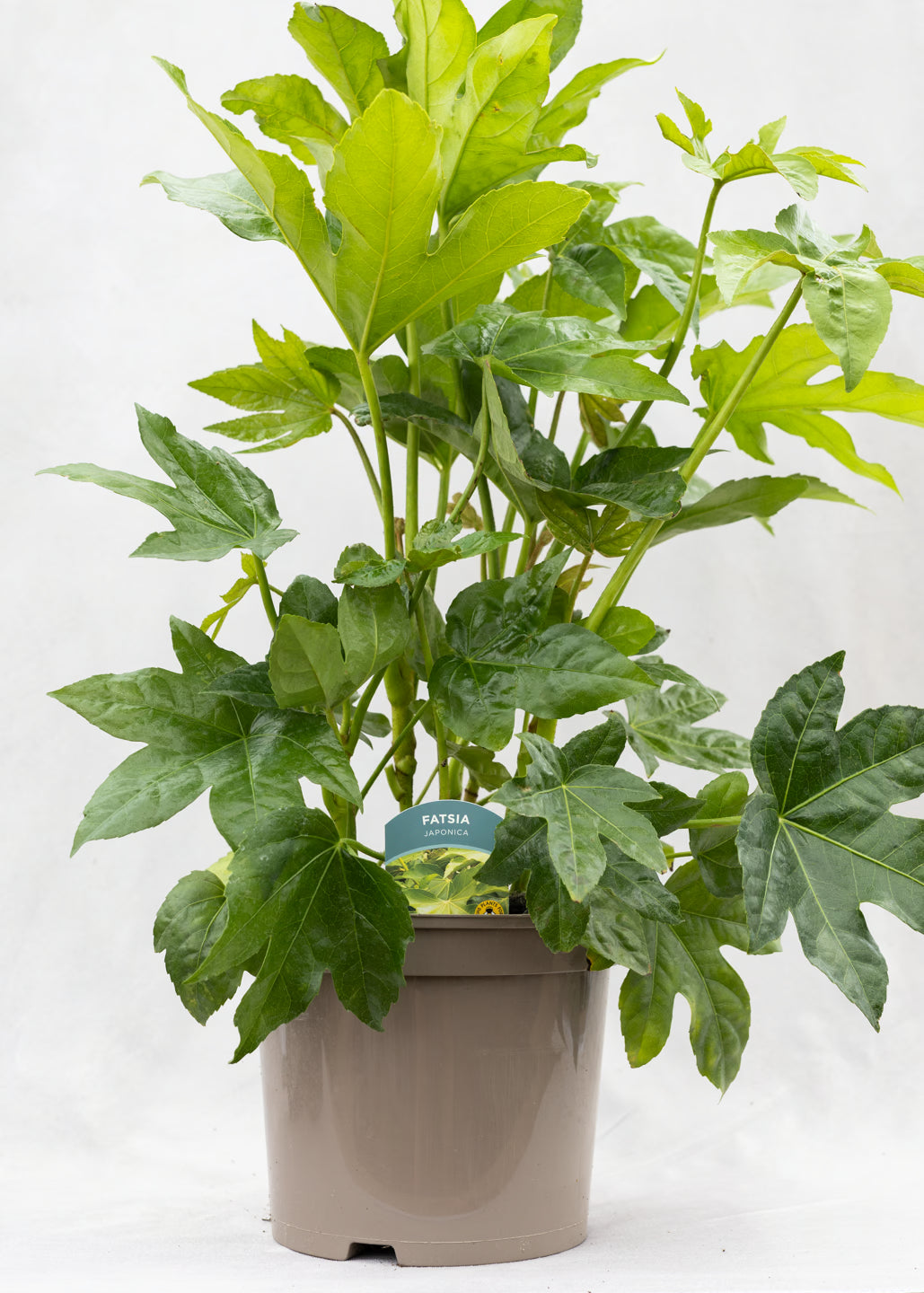 Fatsia japonica