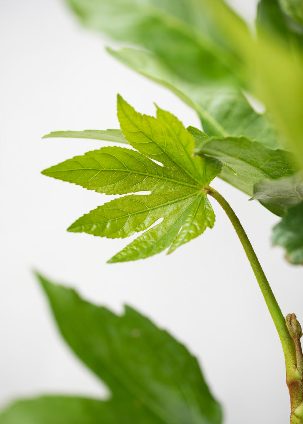 Fatsia japonica