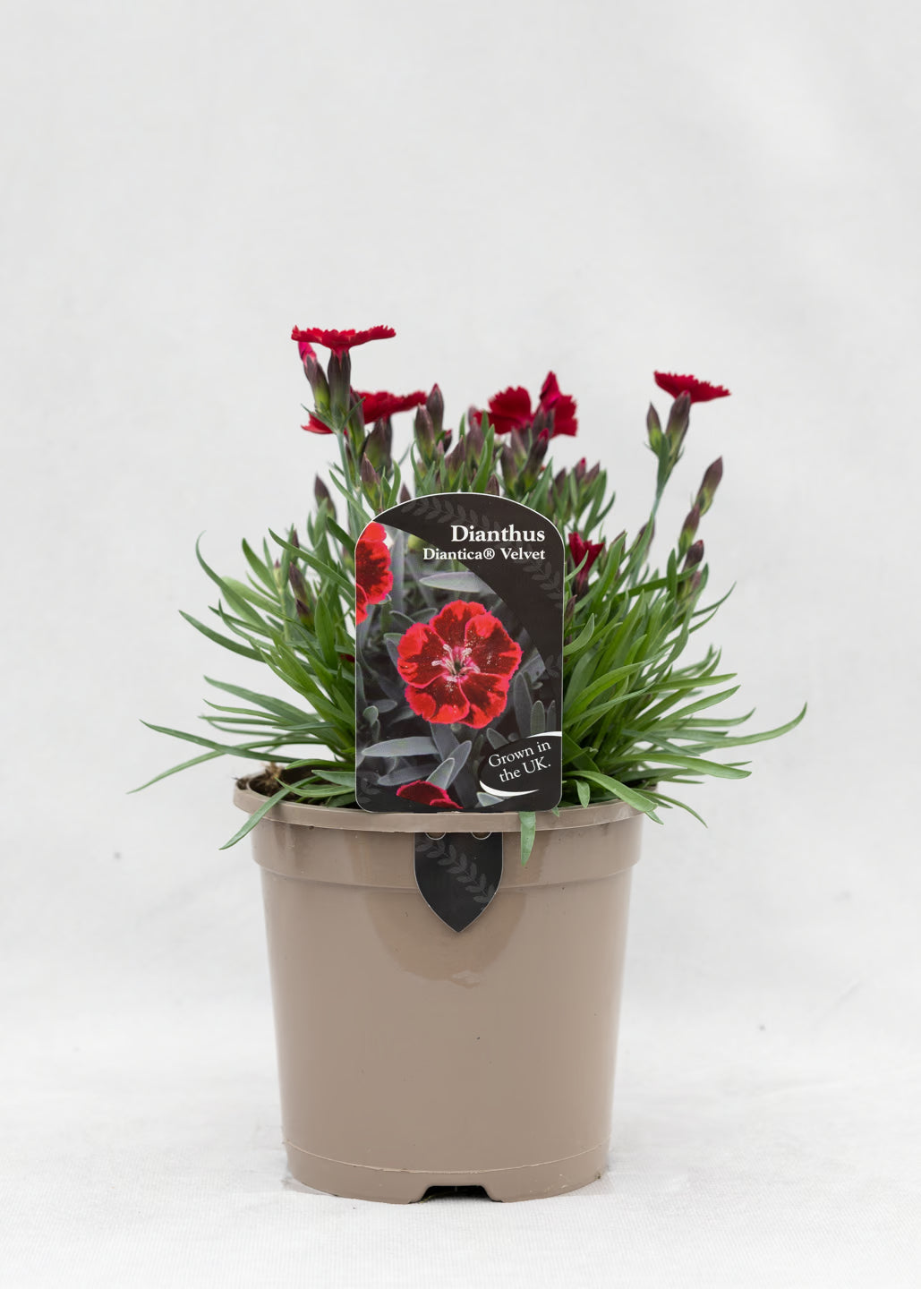 Dianthus hybrida 'Diantica Velvet'