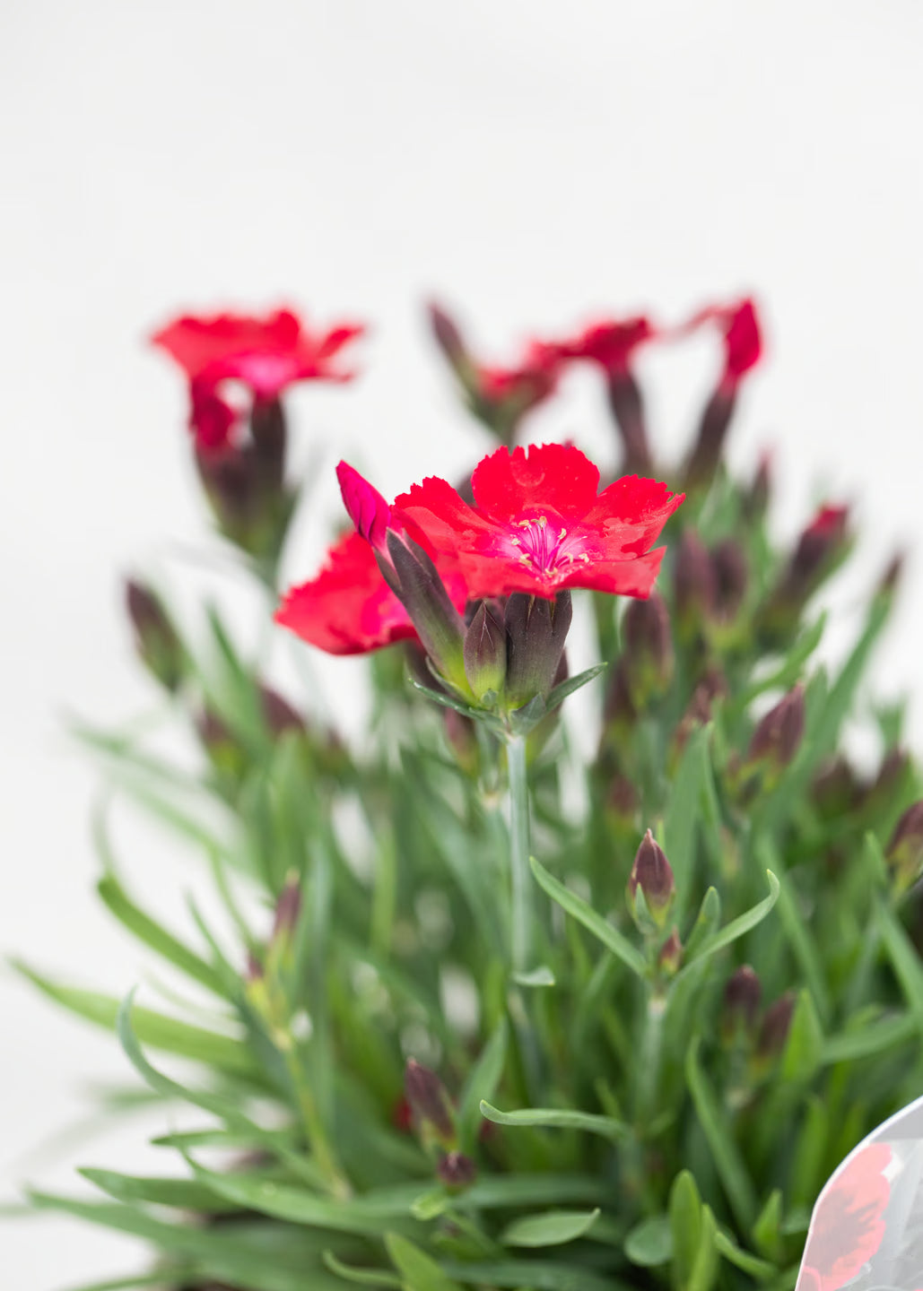 Dianthus hybrida 'Diantica Velvet'