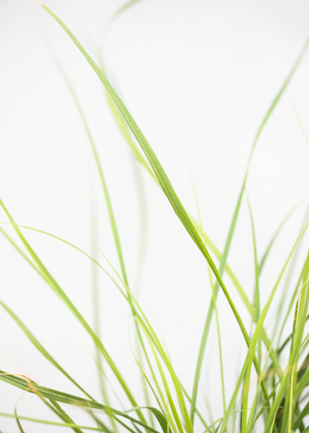 Pennisetum 'Little Bunny'