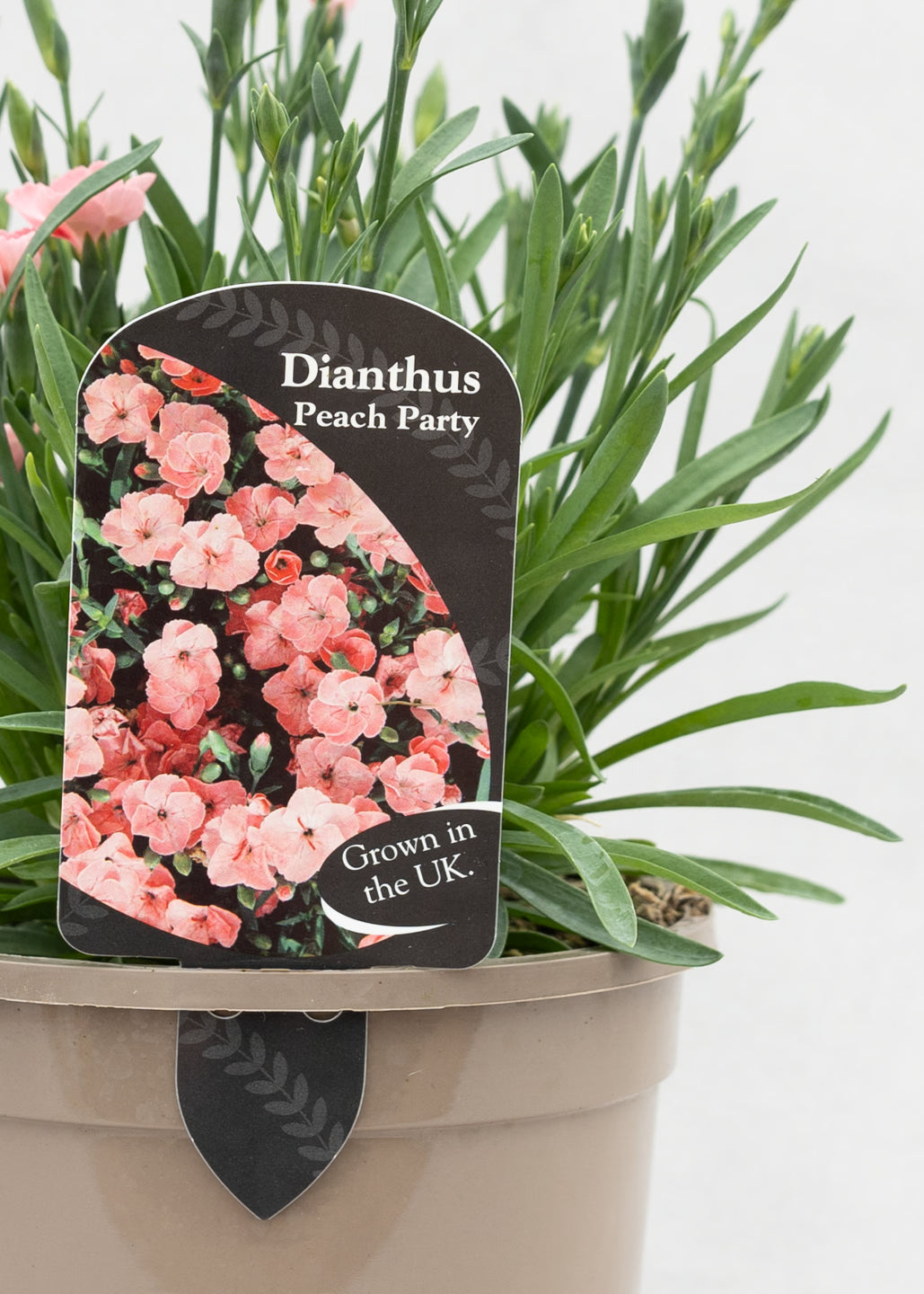 Dianthus caryophyllus 'Peach Party'