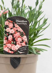 Dianthus caryophyllus 'Peach Party'