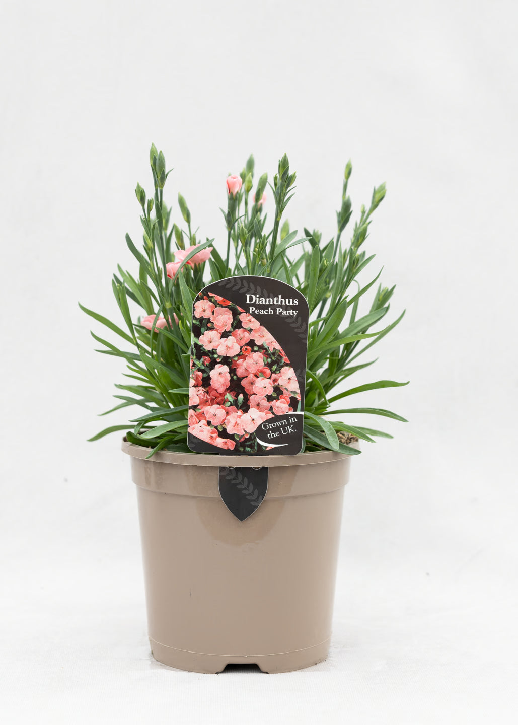 Dianthus caryophyllus 'Peach Party'