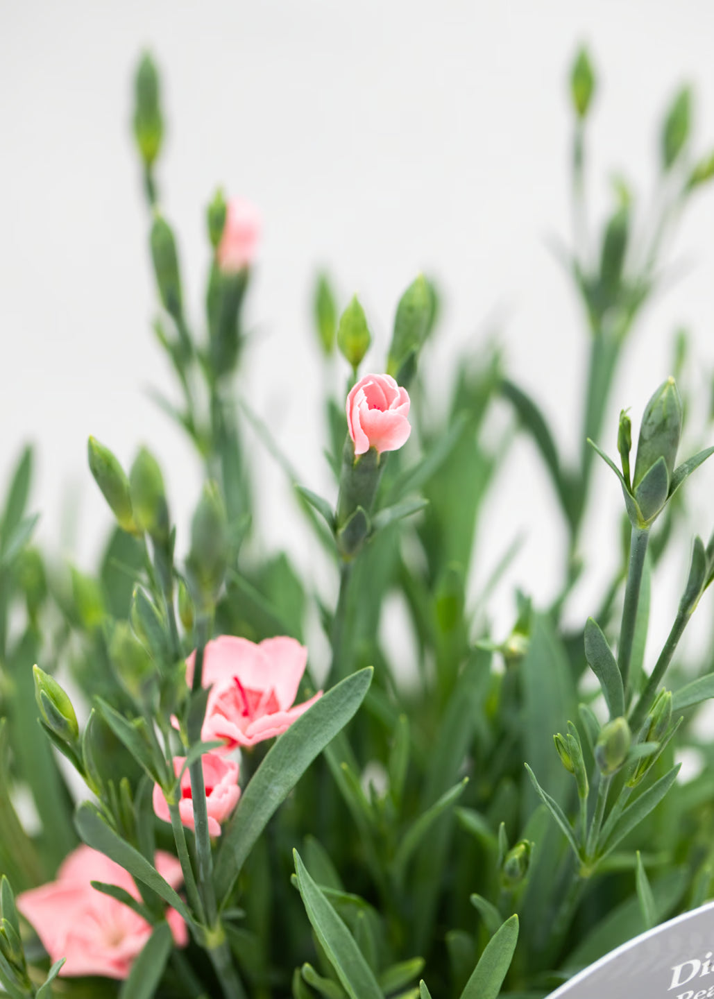Dianthus caryophyllus 'Peach Party'