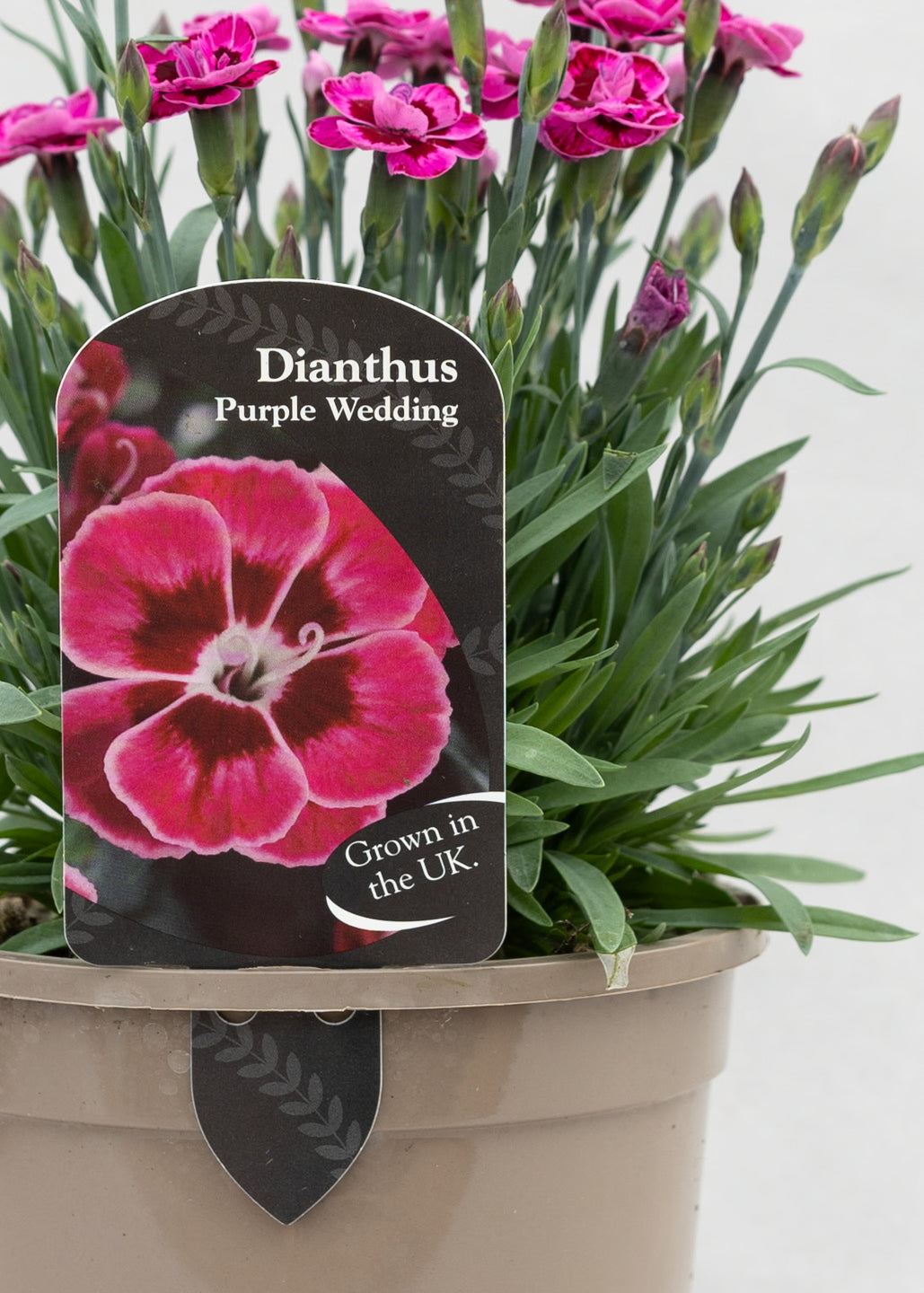 Dianthus caryophyllus 'Purple Wedding'