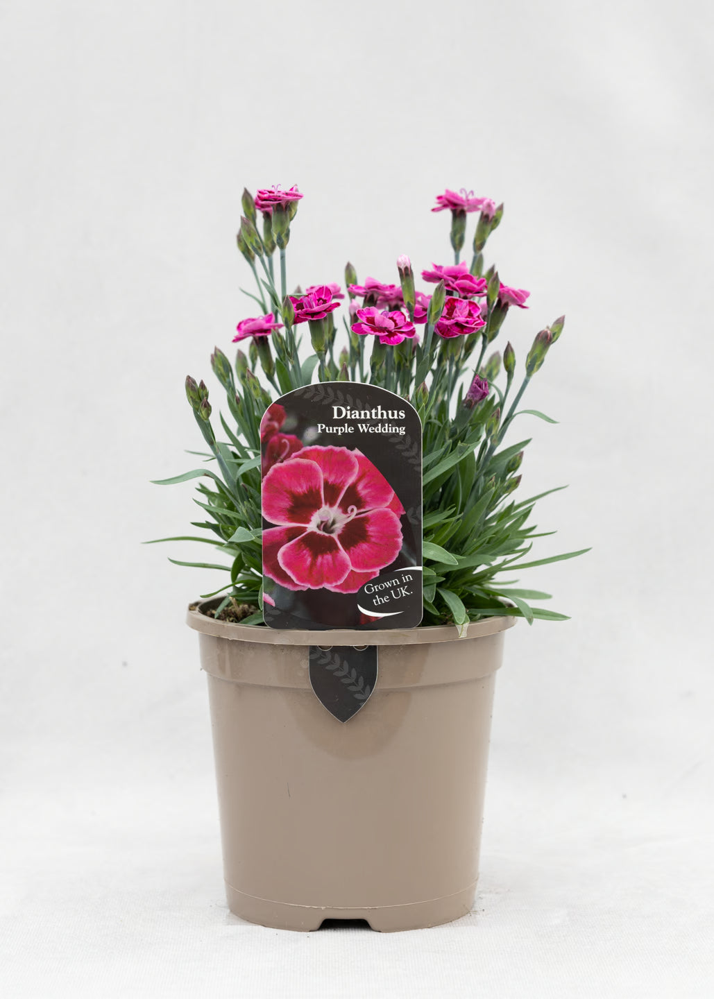 Dianthus caryophyllus 'Purple Wedding'