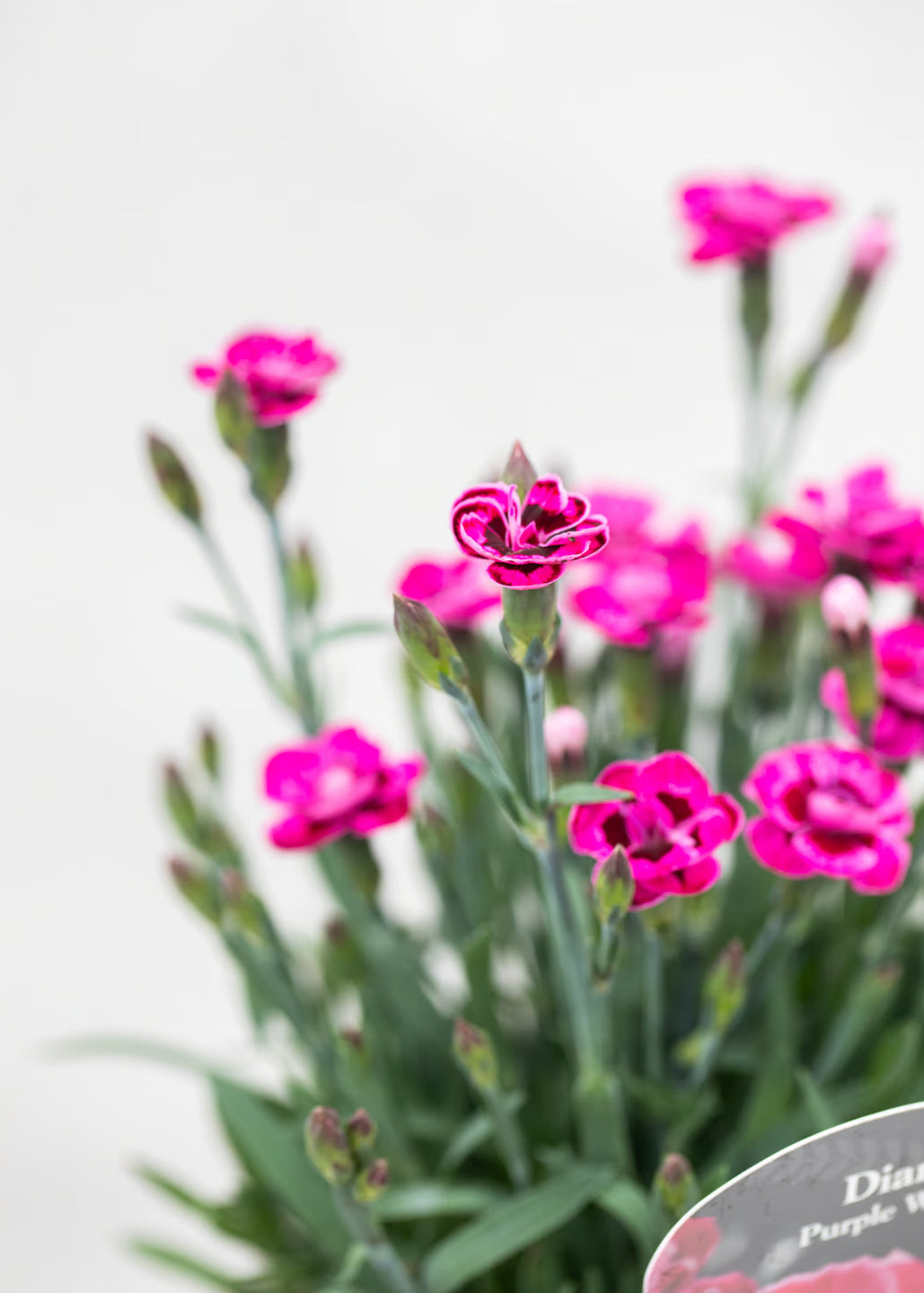 Dianthus caryophyllus 'Purple Wedding'