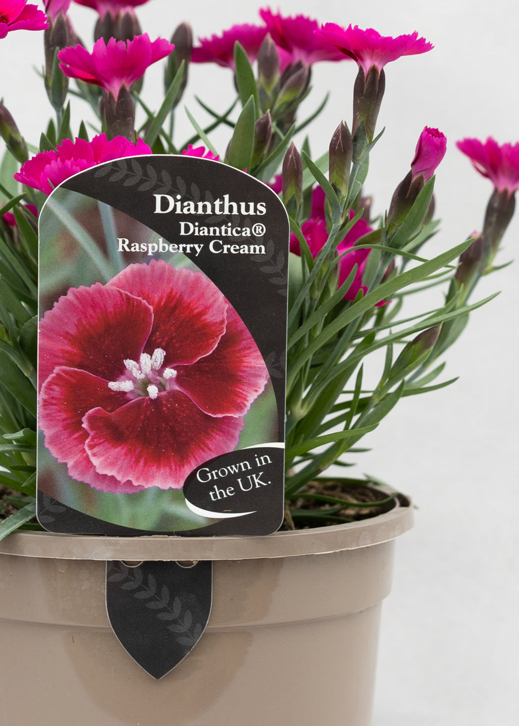 Dianthus hybrida 'Diantica Raspberry Cream'