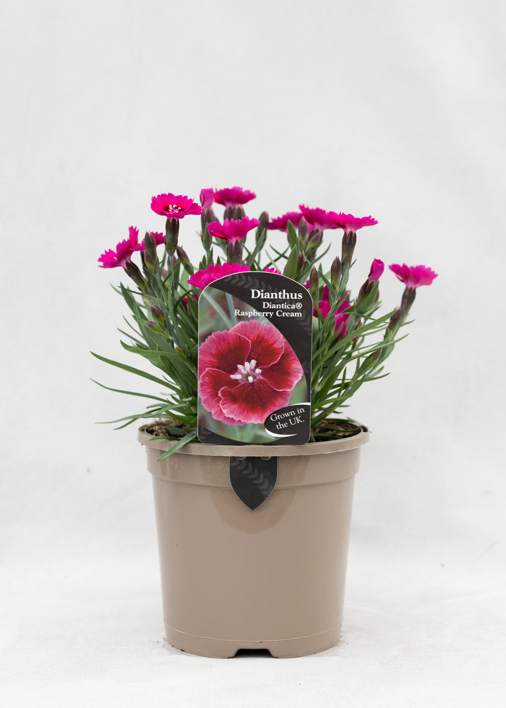 Dianthus hybrida 'Diantica Raspberry Cream'