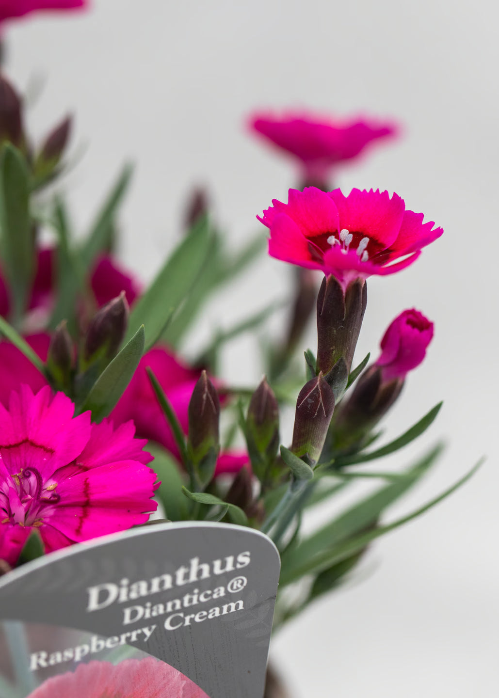 Dianthus hybrida 'Diantica Raspberry Cream'