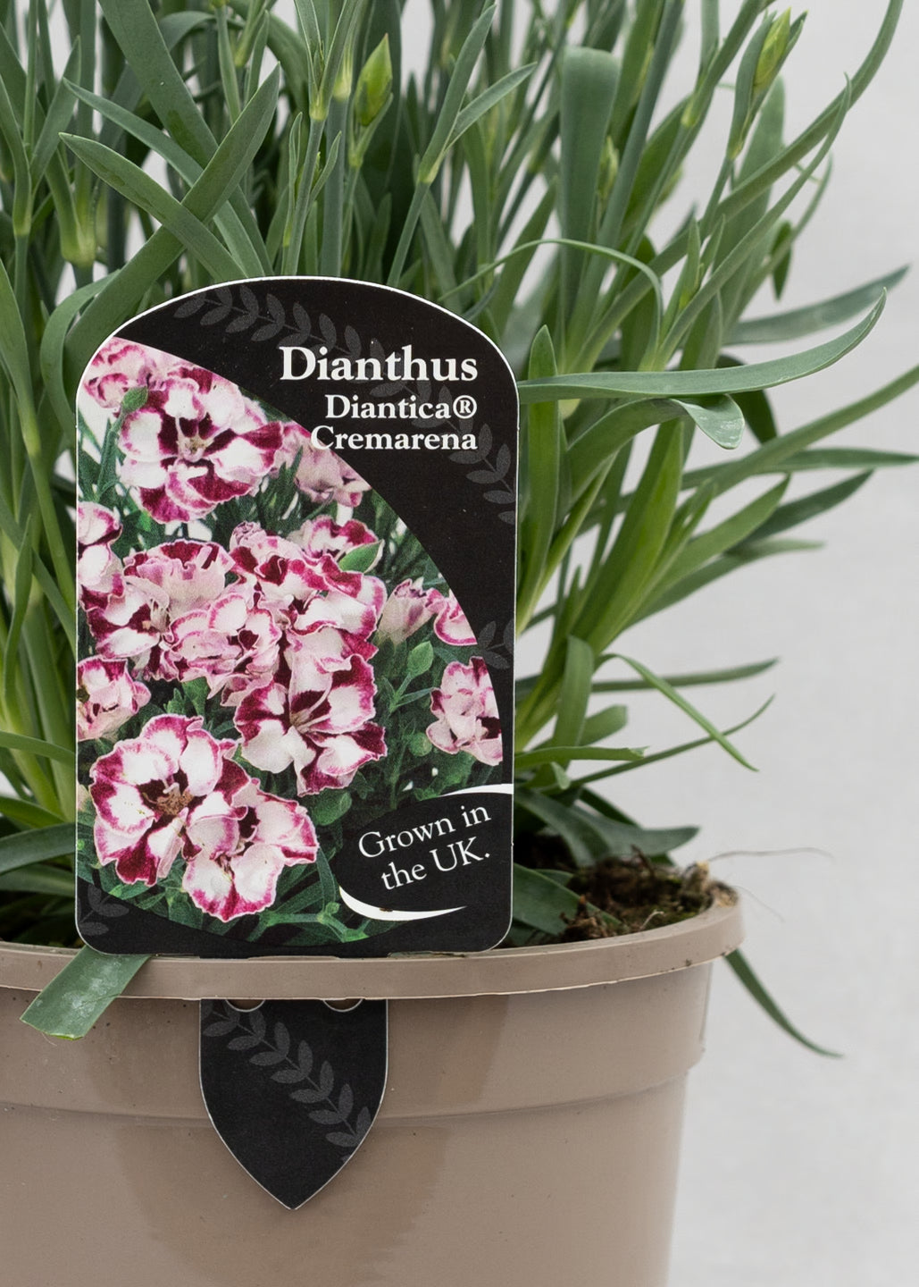 Dianthus hybrida 'Diantica Cremarena'