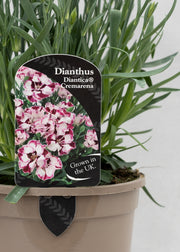 Dianthus hybrida 'Diantica Cremarena'