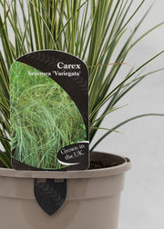 Carex brunnea 'Variegata'