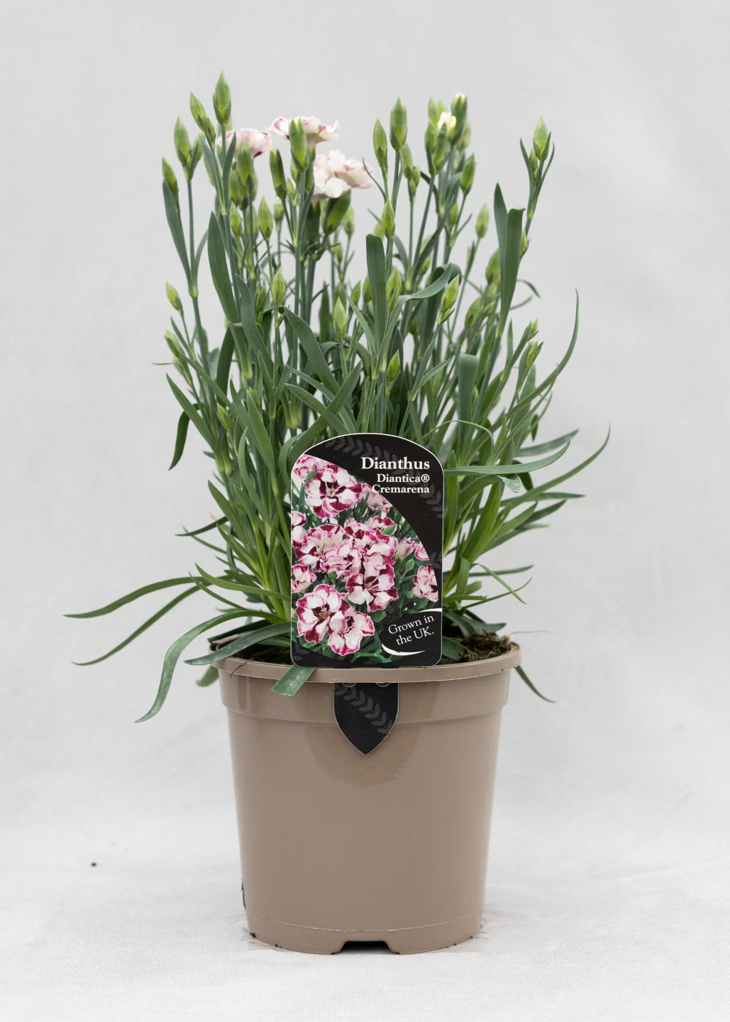 Dianthus hybrida 'Diantica Cremarena'