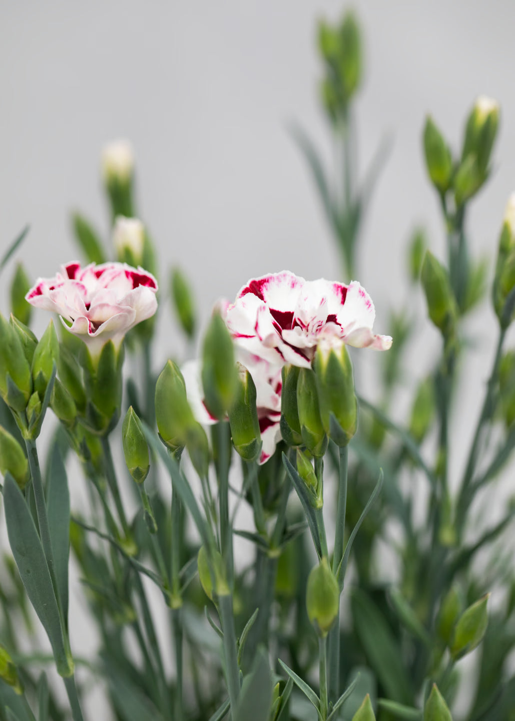 Dianthus hybrida 'Diantica Cremarena'