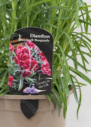 Dianthus hybrida 'Diantica Burgundy Ice'
