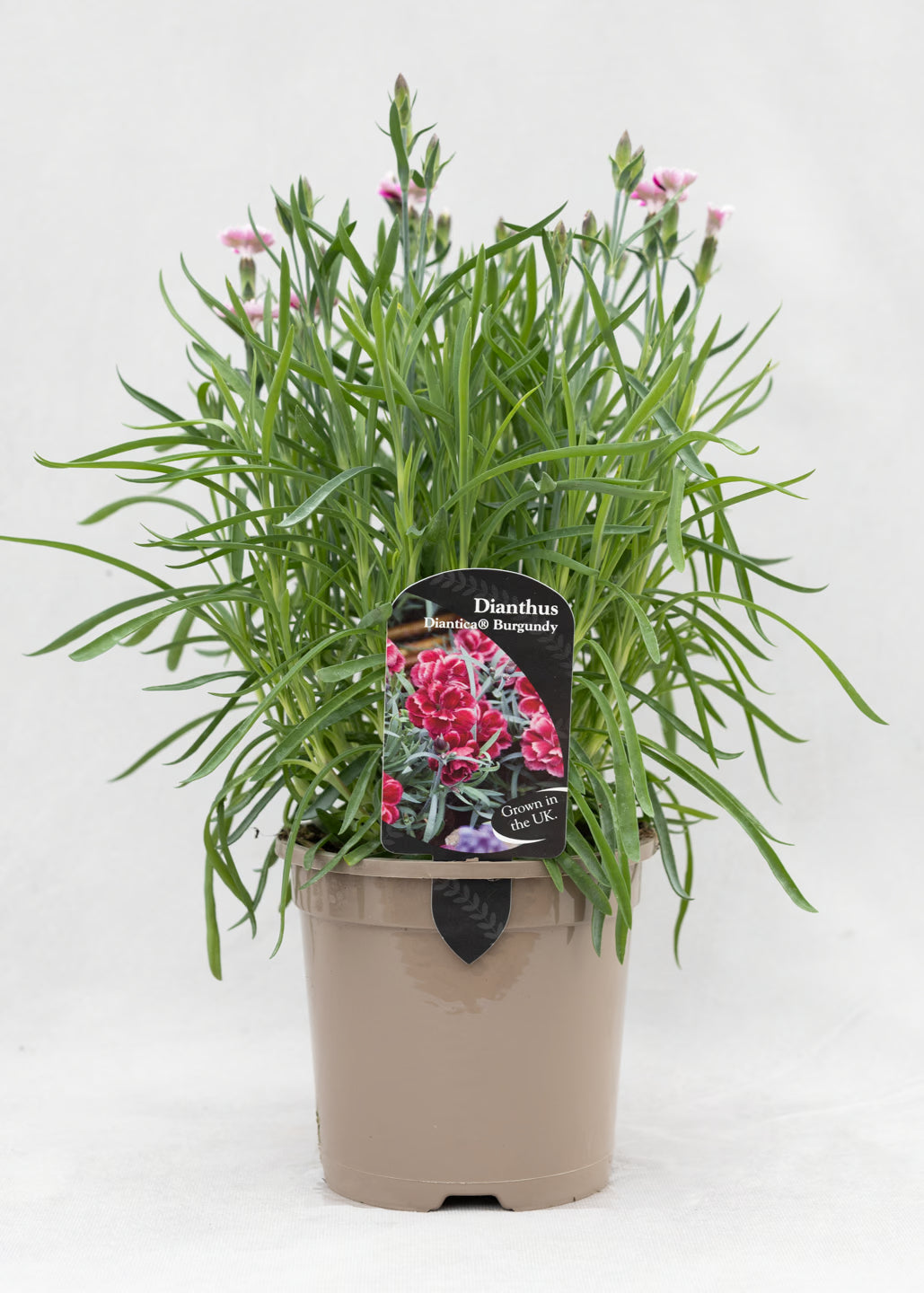 Dianthus hybrida 'Diantica Burgundy Ice'