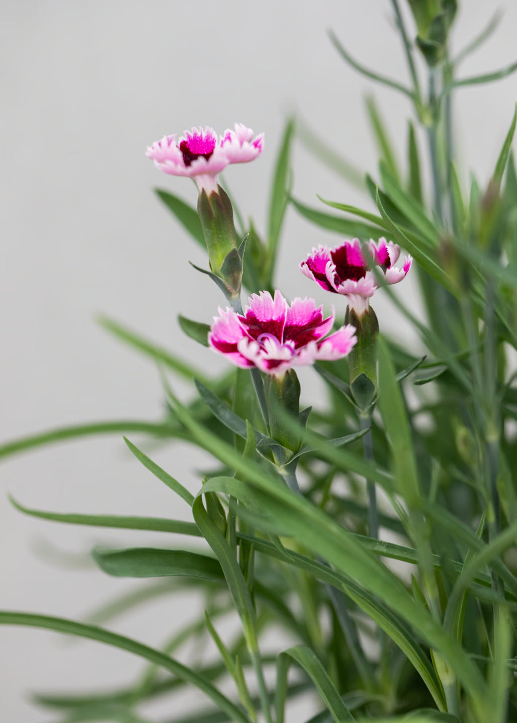 Dianthus hybrida 'Diantica Burgundy Ice'