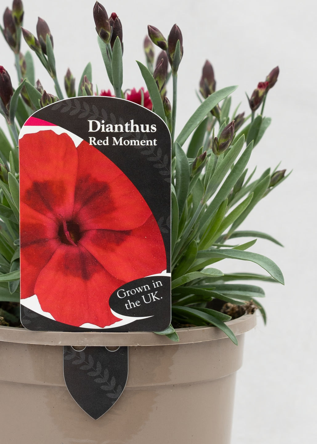 Dianthus hybrida 'Diantica Red Moment'