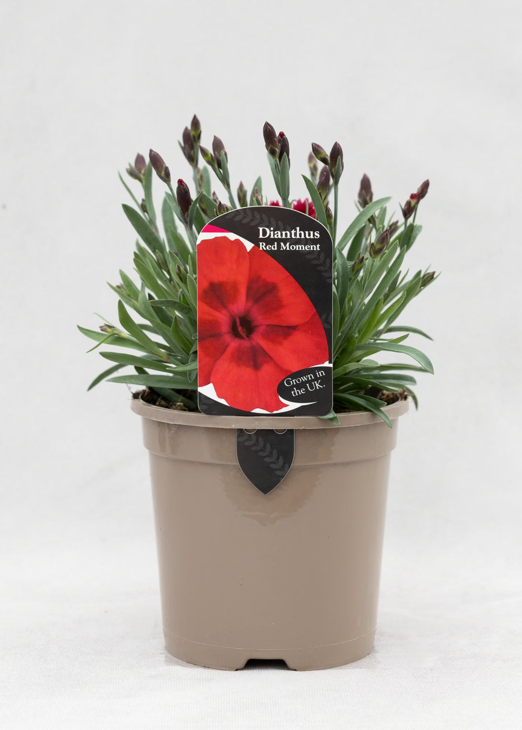 Dianthus hybrida 'Diantica Red Moment'