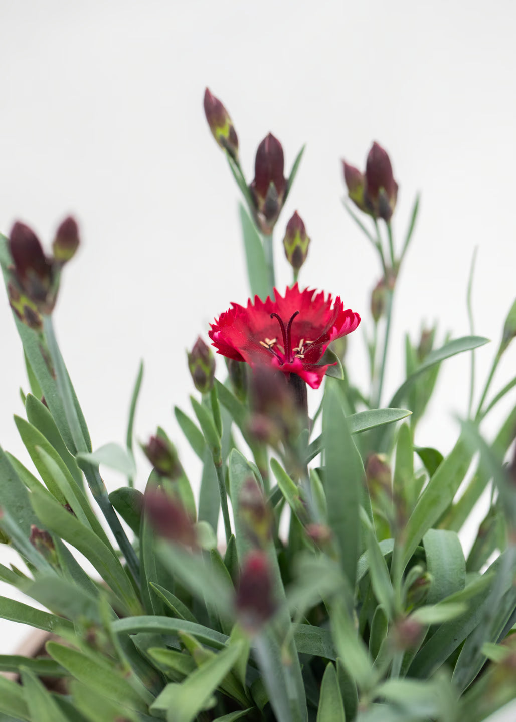 Dianthus hybrida 'Diantica Red Moment'