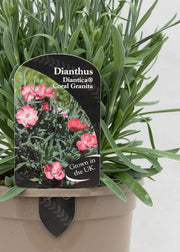 Dianthus hybrida 'Diantica Coral Granita'