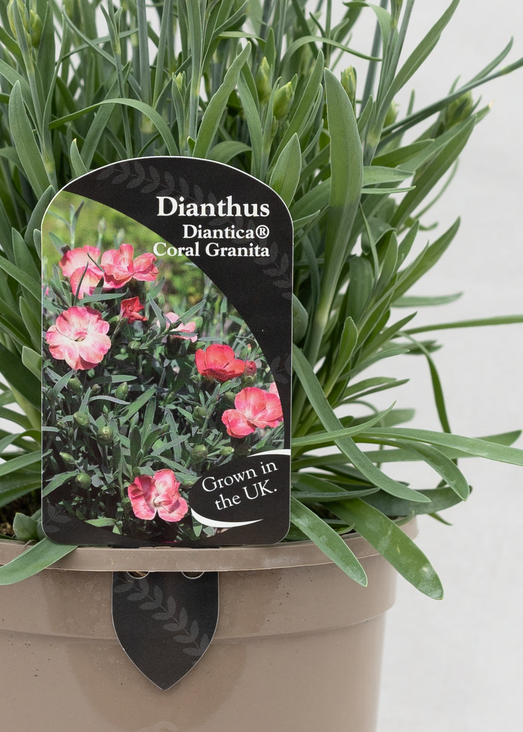 Dianthus hybrida 'Diantica Coral Granita'