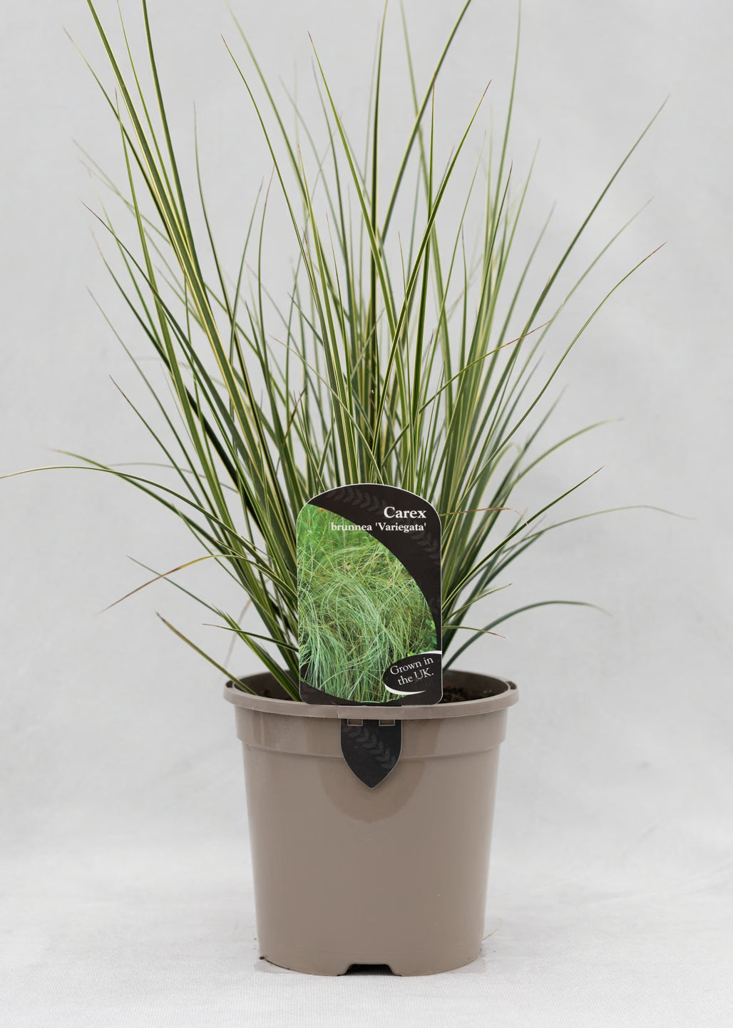 Carex brunnea 'Variegata'