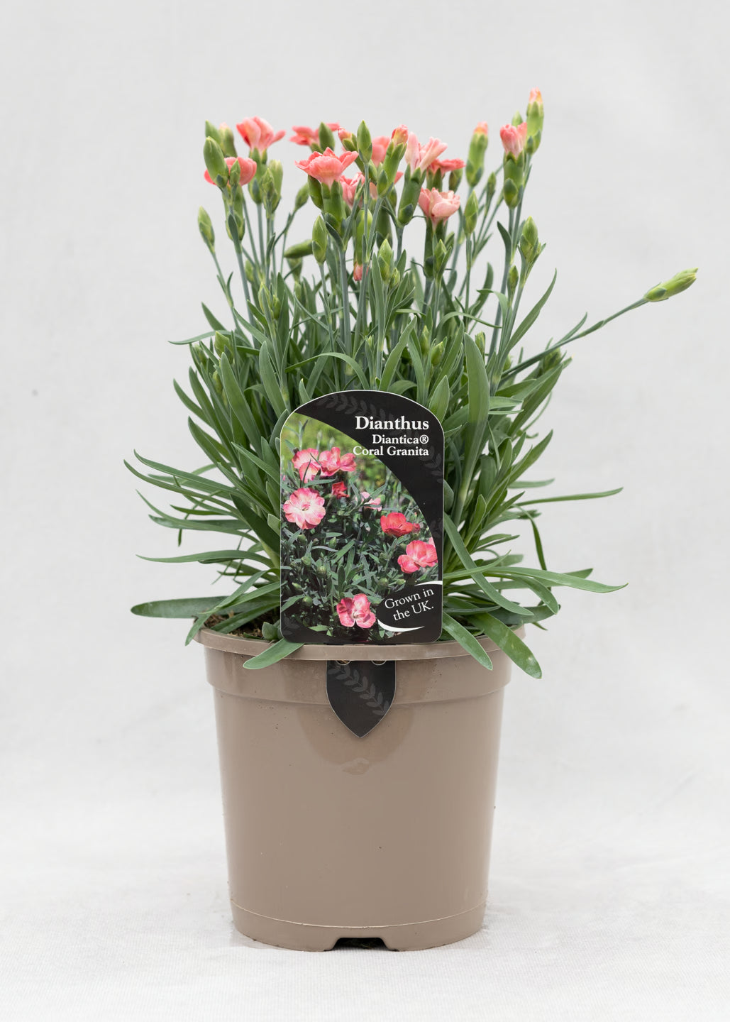 Dianthus hybrida 'Diantica Coral Granita'