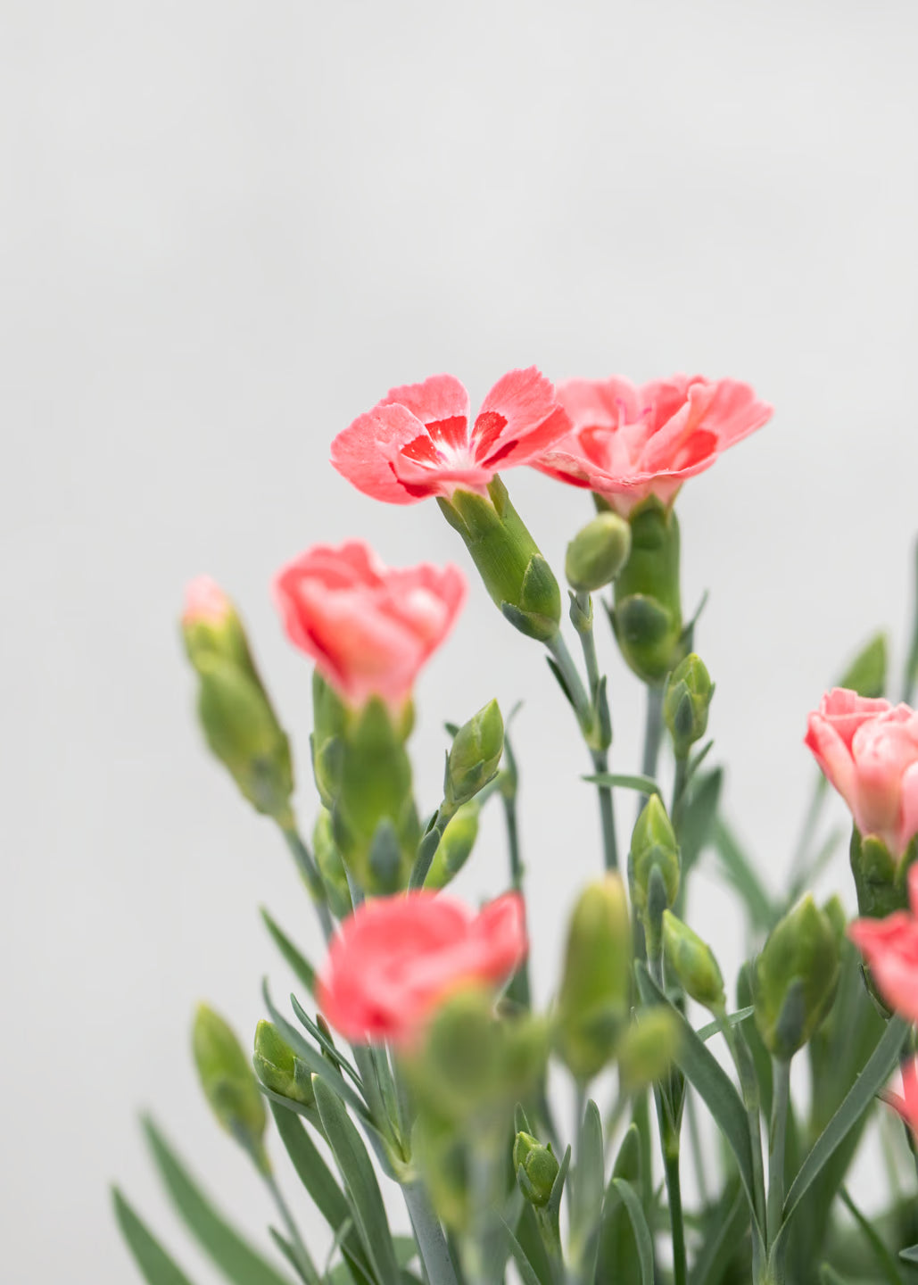 Dianthus hybrida 'Diantica Coral Granita'