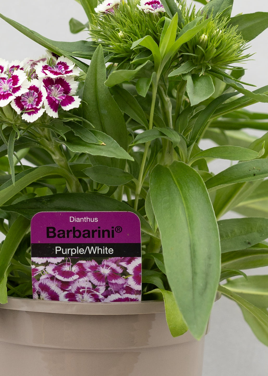 Dianthus barbatus 'Purple Picotee'