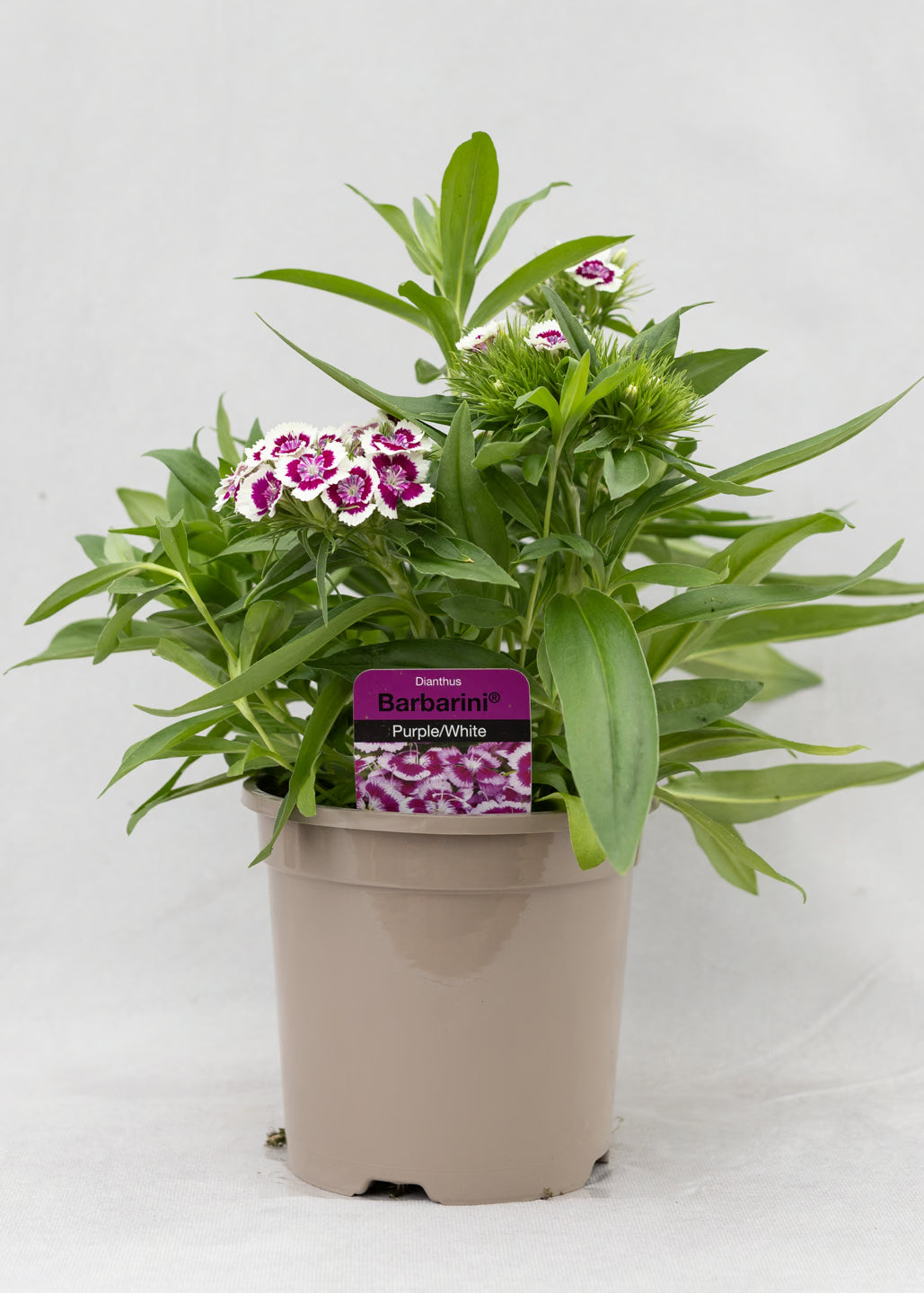 Dianthus barbatus 'Purple Picotee'
